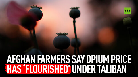 Afghan farmers say opium price has ‘flourished’ under Taliban