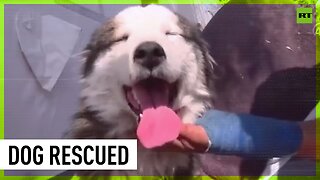 Turkish dog rescued after weeks under rubble