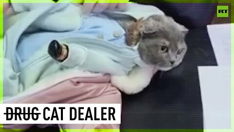Drug bust leads to arrest of cat dressed as baby