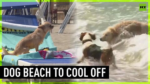 Dogs run to BauBeach to cool off