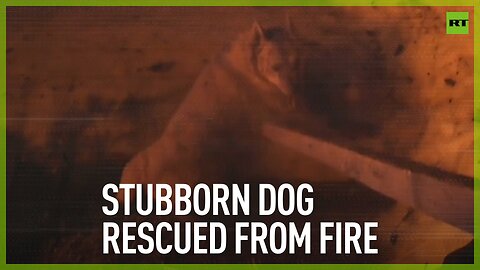 Stubborn dog rescued from fire