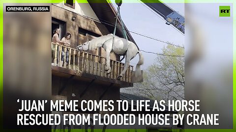 ‘Juan’ meme comes to life as horse rescued from flooded house by crane
