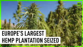 Spanish police seize Europe’s largest hemp plantation