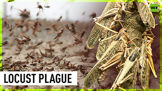 Agricultural disaster | Locust outbreak threatens Afghanistan food security