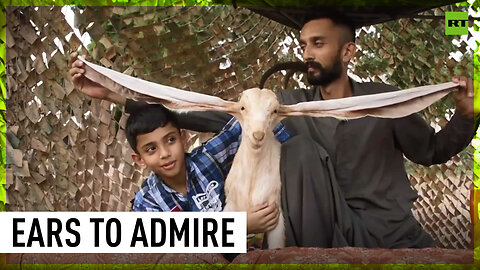 All ears! Pakistani breeder hopes to set new world record with long-eared goat