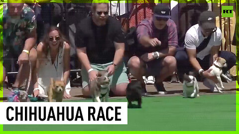 Massive Chihuahua Race takes place on Cinco de Mayo in Washington DC