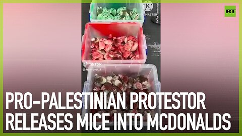 Pro-Palestinian protestor releases mice into McDonalds