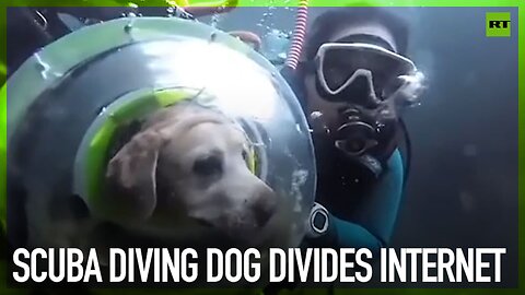 Scuba diving dog divides internet