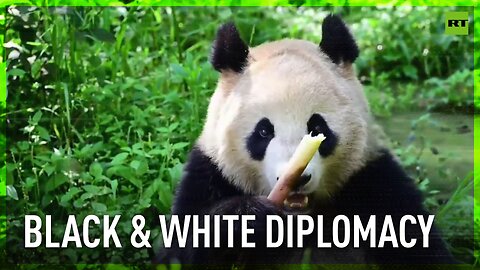 China resumes ‘panda diplomacy’ with US