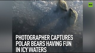 Photographer captures polar bears having fun in icy waters