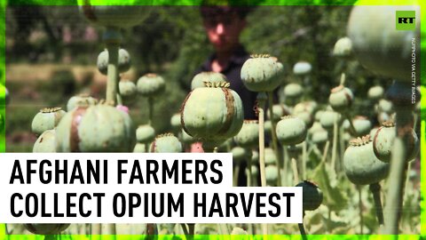 Afghans collect first opium poppy harvest since Taliban's comeback