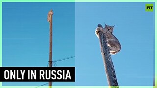 Russian dog shows wild lynx who's the boss