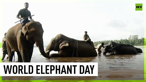 World Elephant Day celebrations held in Shivamogga