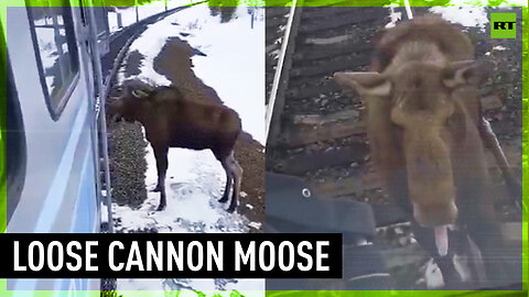Moose brings train to a halt in Russia