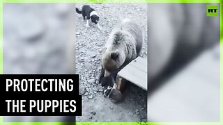 Dogs chase huge bear away from their puppies