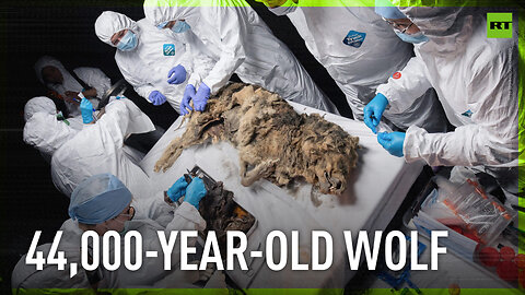 Scientists discover perfectly preserved 44,000-year-old Siberian wolf