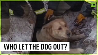 Rescue is here | Russian volunteers free stuck doggie