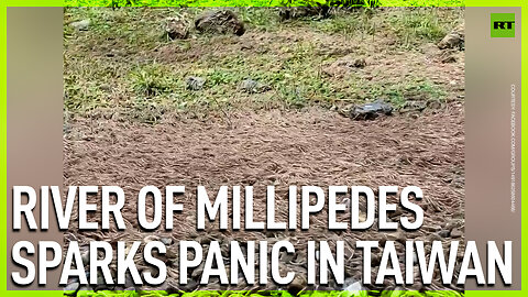 River of millipedes sparks panic in Taiwan