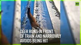 Deer runs in front of train and narrowly avoids being hit