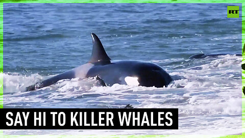 Killer whales show off in front of Argentinean coast visitors