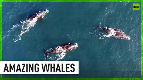 Southern right whales gather along Argentina's Patagonian coast