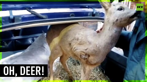 Roe deer saved in Russia after being badly injured in a trap