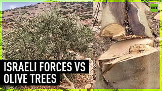 'Heinous crime against agriculture' | Israeli forces destroy 2,000 olive trees in West Bank