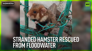 Stranded hamster rescued from floodwater