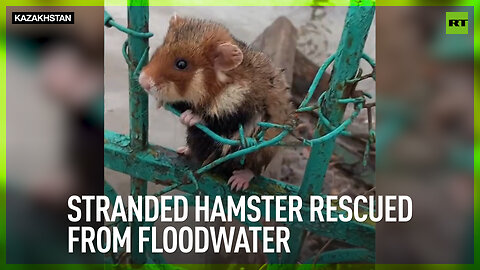 Stranded hamster rescued from floodwater
