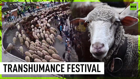 Over 1,000 sheep cross Madrid in Transhumance festival