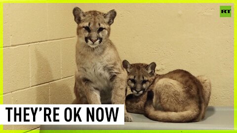 Orphaned puma cubs find new home at Philadelphia Zoo