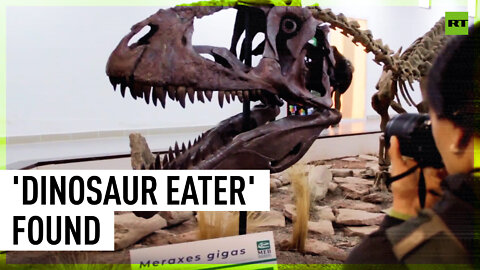 Discovery: Most complete skeleton of 'dinosaur eater' found in Argentina