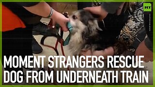 Strangers rescue dog from underneath train