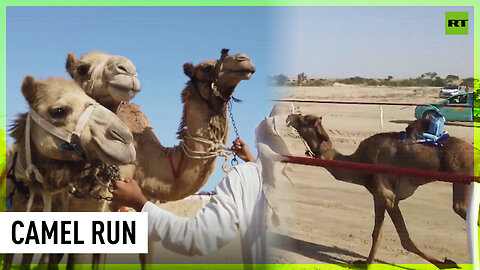 International camel race held in Egypt