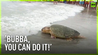 Giant turtle returns to Atlantic Ocean after 3 months of rehab in Florida