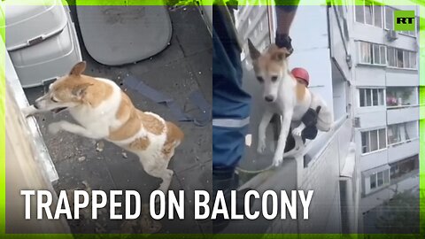 Emergency workers rescue dog who spent two days on locked balcony amid severe Moscow heat