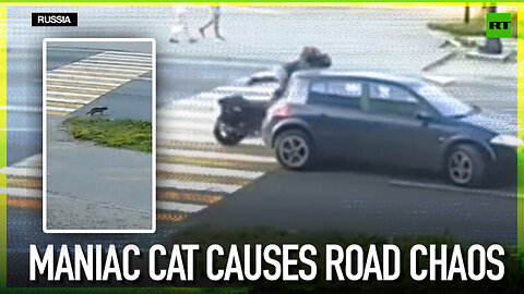 Maniac cat causes road chaos