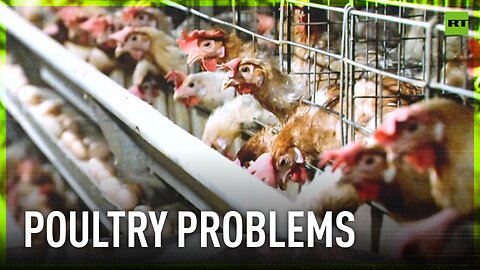 American poultry imports could destroy the industry in Kenya