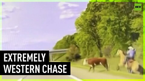 Wild Wild Michigan | Cowboy lassoes runaway steer right in the middle of Detroit-area highway