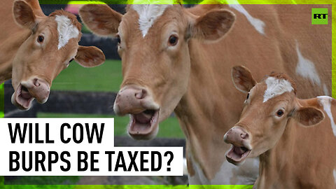 'This govt hates farmers': New Zealand producers protest cow-burp tax plan