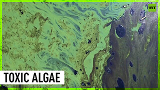 Venezuela's largest lake turns toxic green