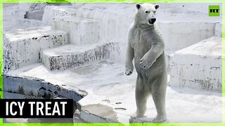 'Popsicle' for Osaka Zoo's polar bear