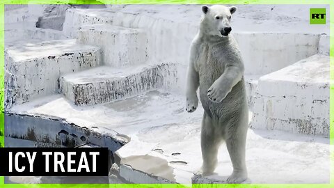 'Popsicle' for Osaka Zoo's polar bear