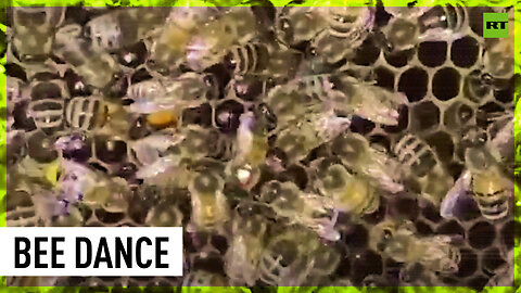 Bees learn to twerk from their older siblings - study
