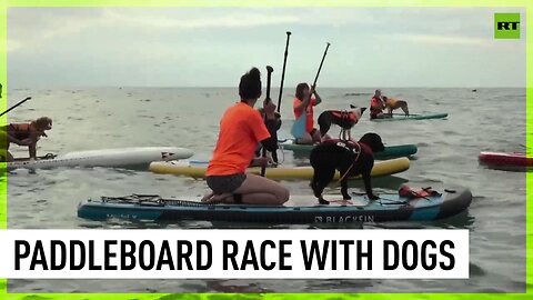 Good doggos show off paddle board standing skills