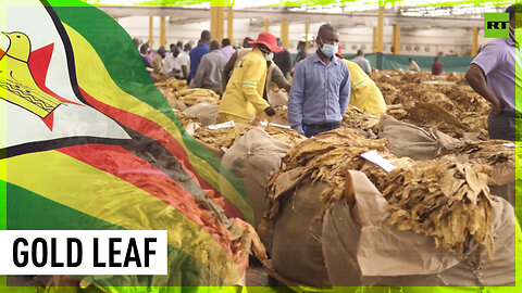 Zimbabwe raises tobacco output despite US sanctions, offers exports to Russia