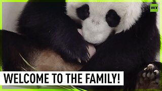 Russia's first-ever panda cub born in Moscow Zoo