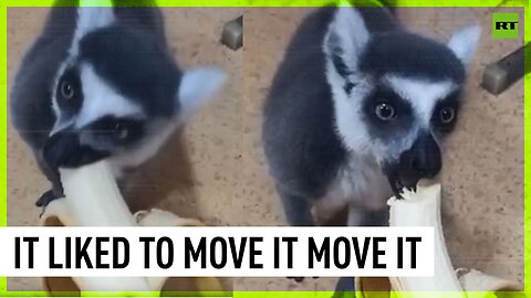 Epic Moscow chase after a cute runaway lemur