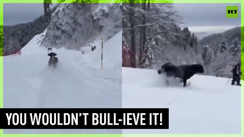Skiers joined by a BULL running down slope at Russian resort