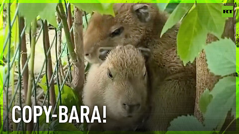 Capybara cubs born in Moscow Zoo
